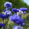 images/thumbsgallery/Kiwi_Seed_NZ_12.jpg