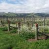 images/thumbsgallery/Kiwi_Seed_NZ_2.jpg