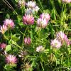 images/thumbsgallery/Kiwi_Seed_NZ_3.jpg