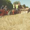 images/thumbsgallery/Kiwi_Seed_NZ_4.jpg