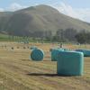 images/thumbsgallery/Kiwi_Seed_NZ_6.jpg