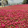 images/thumbsgallery/Kiwi_Seed_NZ_7.jpg