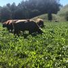 images/thumbsgallery/Kiwi_Seed_NZ_8.jpg
