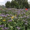 images/thumbsgallery/Kiwi_Seed_NZ_9.jpg